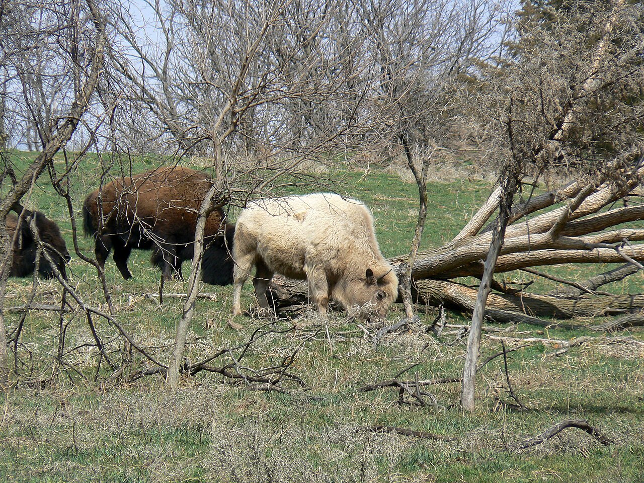 Wildlife Safari Park