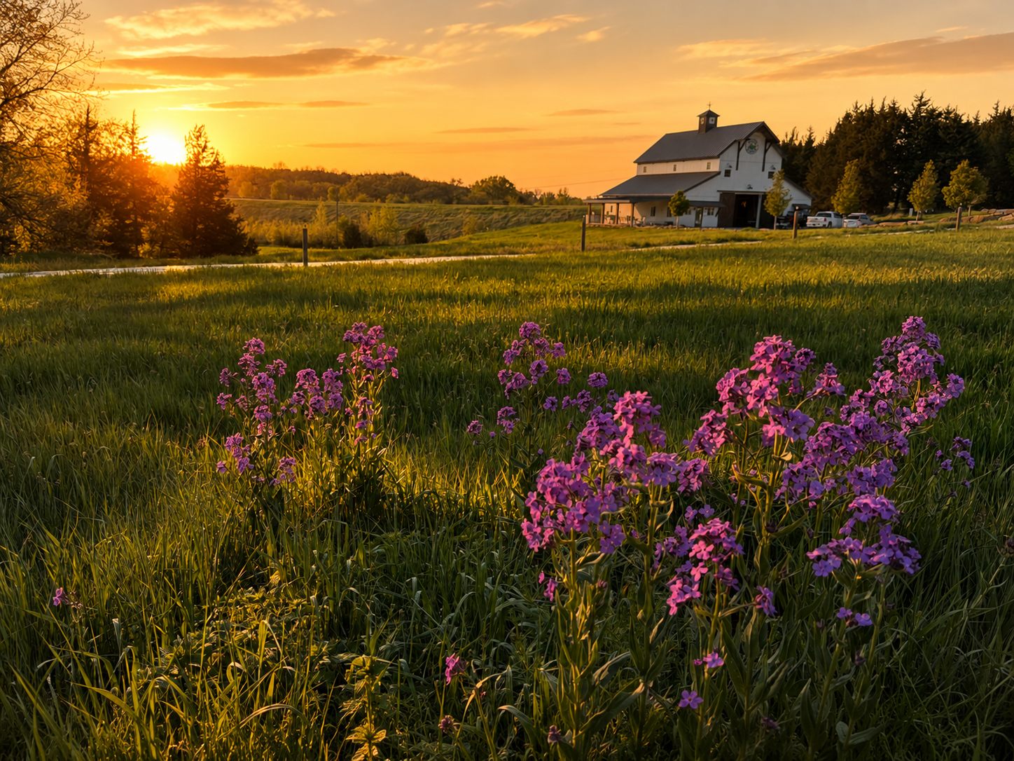 Sunset over the barn with wildflowers in the foreground