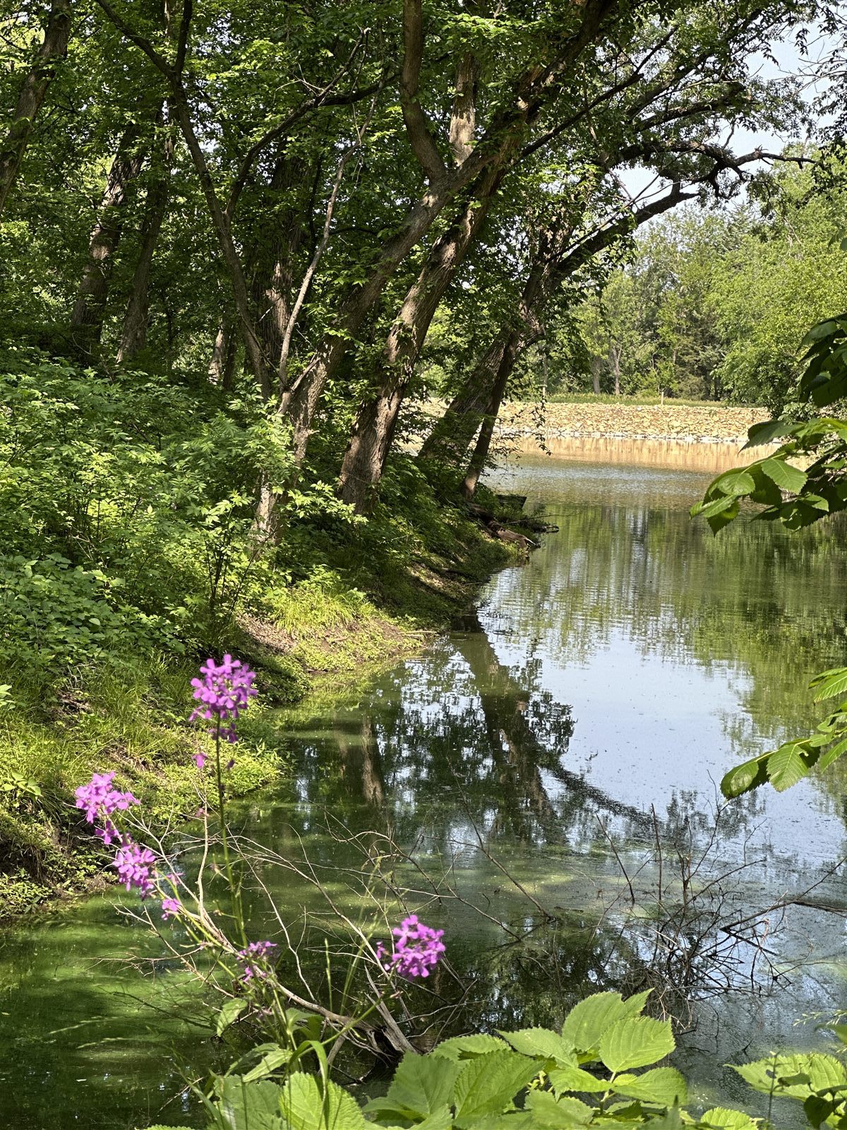 The stocked lake ringed by trees and wildflowers